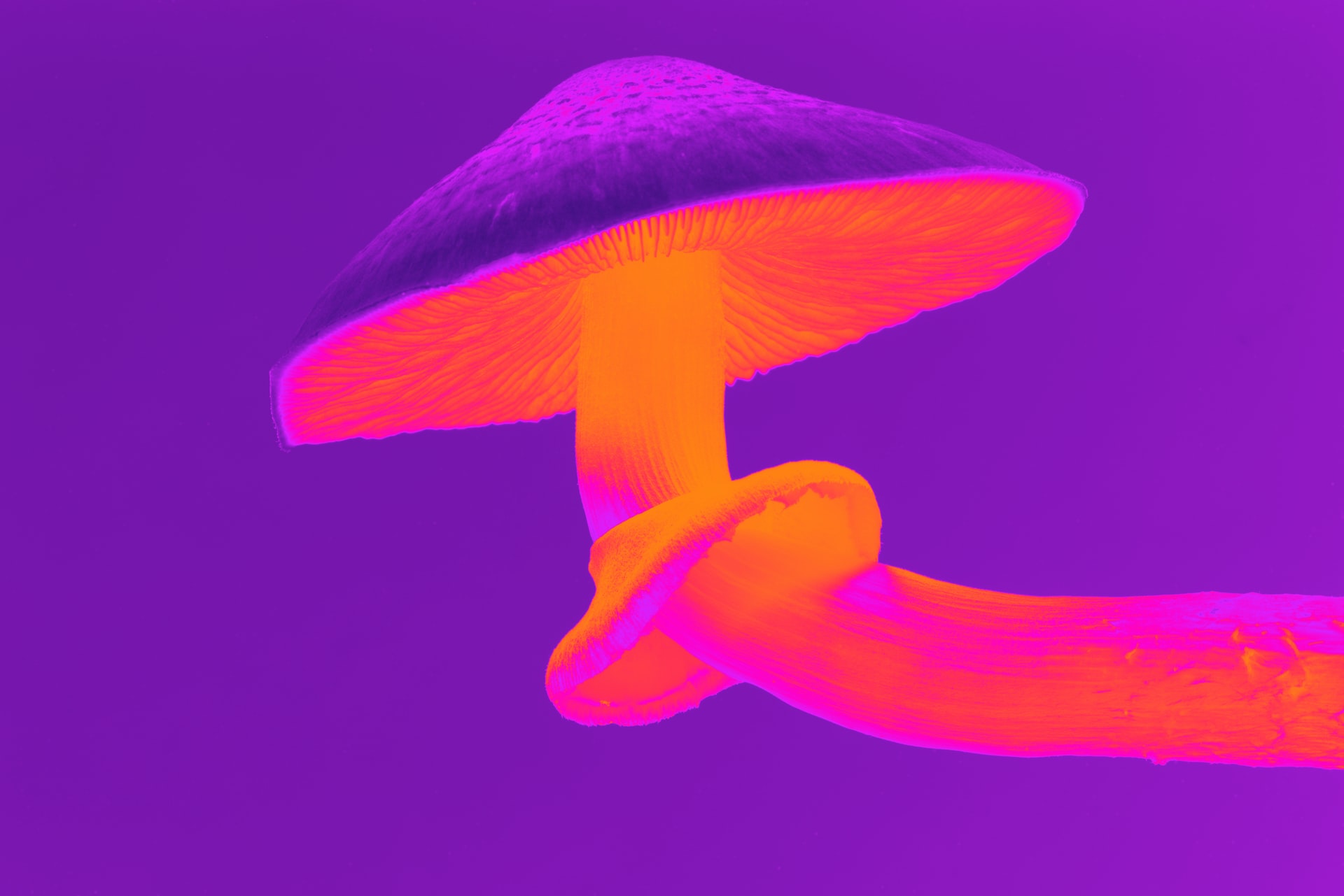 Psychedelic colored mushroom for microdosing