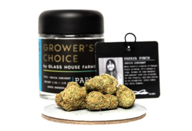 Papaya Punch Strain Review Featuring Glass House Farms Grower's Choice Cannabis In California