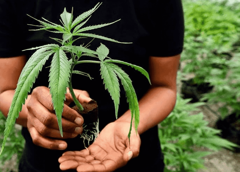 Cannabis Social Equity, brown hands holding weed plant
