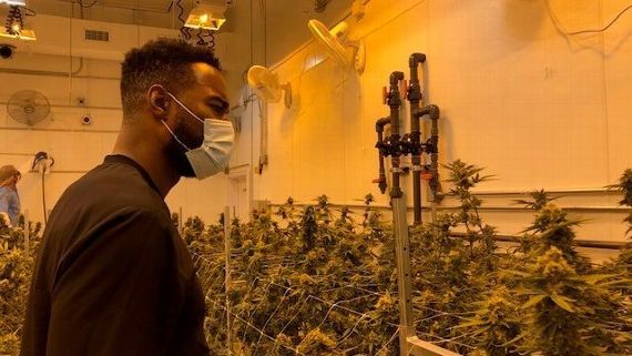Calvin Johnson Cannabis science