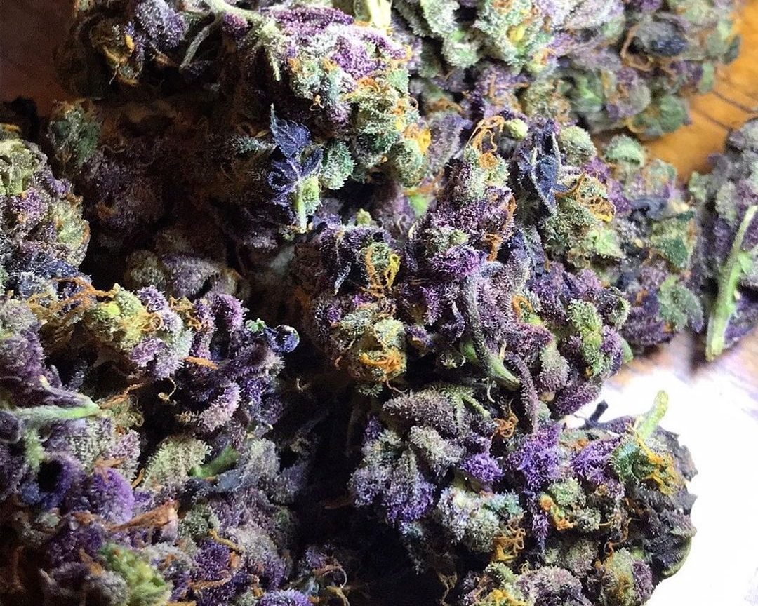 Everything You Need To Know About the Granddaddy Purple Marijuana Strain