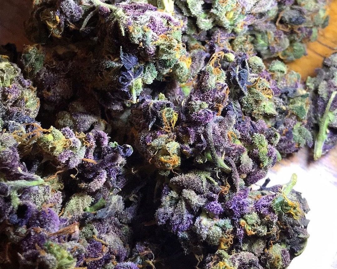 Granddaddy Purple Strain