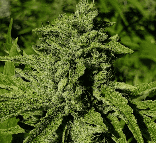 Knots Cannabis Locktite Strain flower