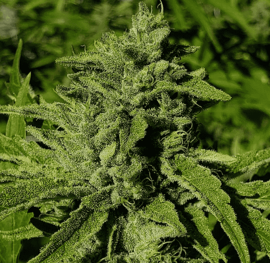 Knots Cannabis Releases Exclusive Locktite Flower Strain