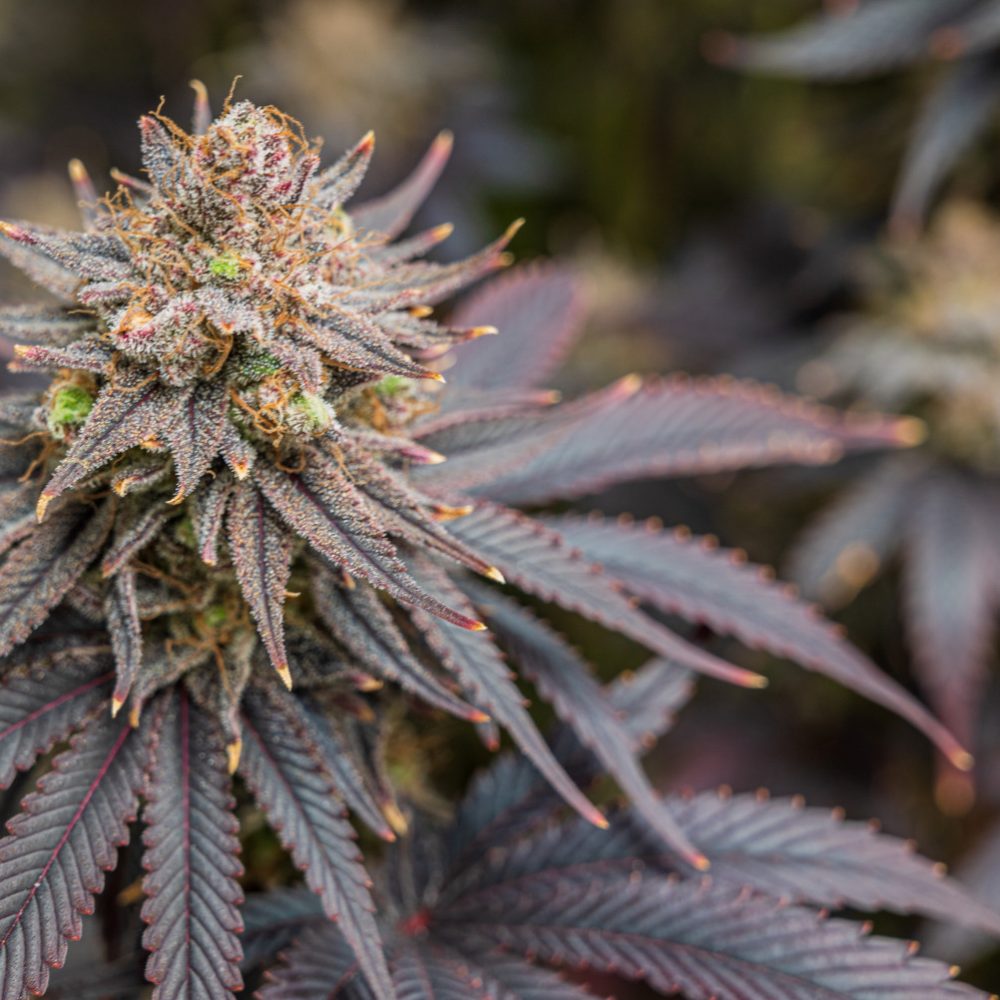 Why Is The Biscotti Strain So Dank? The Are Very Powerful