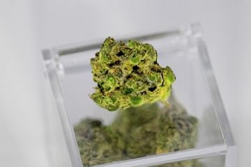 Weed in Russia Cannabis