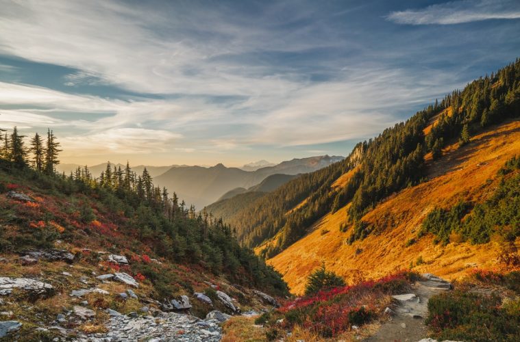 washington cannabis license