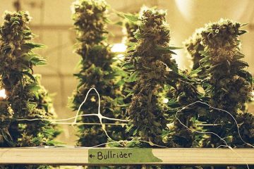 Drake Opens Bullrider Cannabis Dispensary in Ontario Instead of Toronto