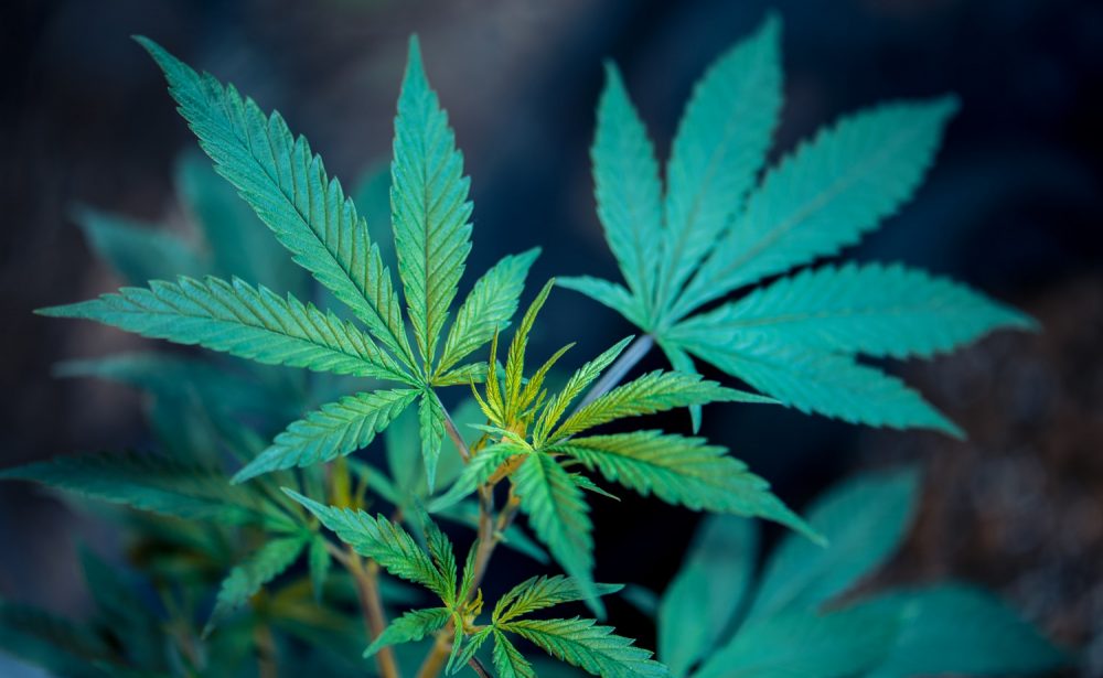 Germany Will Become One of The First European Countries to Legalize Recreational Cannabis Nationally