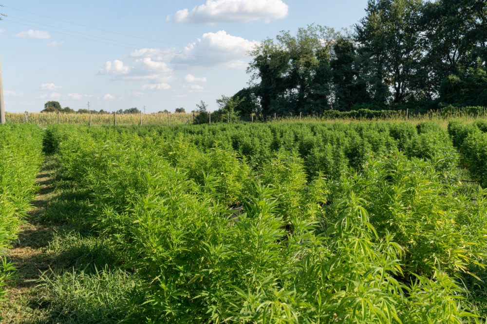 Florida Will Open Cannabis License Applications for One Black Farmer Next Year