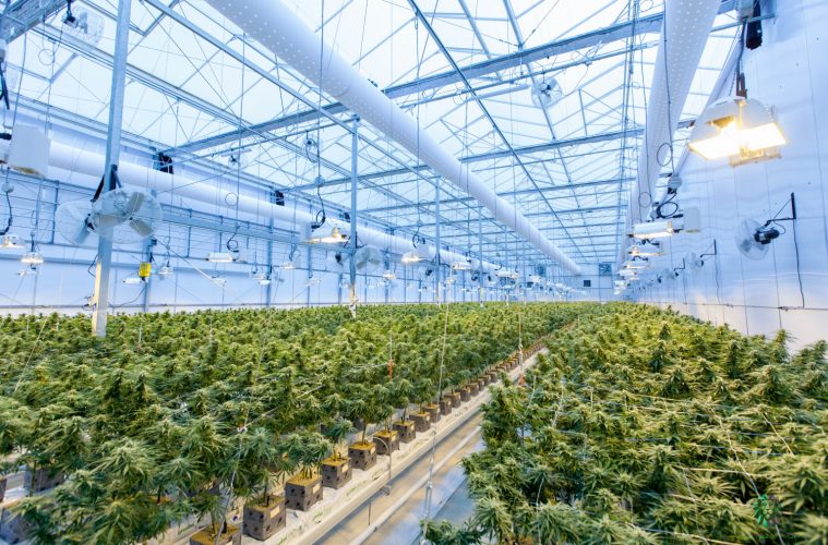 Florida Will Open Cannabis License Applications for One Black Farmer Next Year