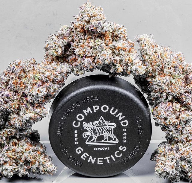 Jokerz 31 Strain By Compound Genetics | Review And Information