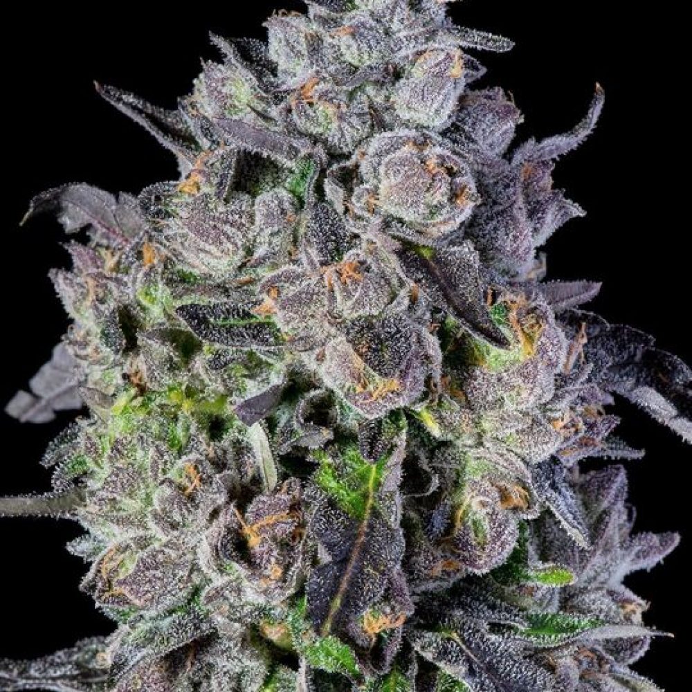 Jokerz 31 Strain By Compound Review And Information