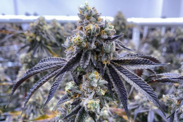 galactic runtz strain exotic genetix
