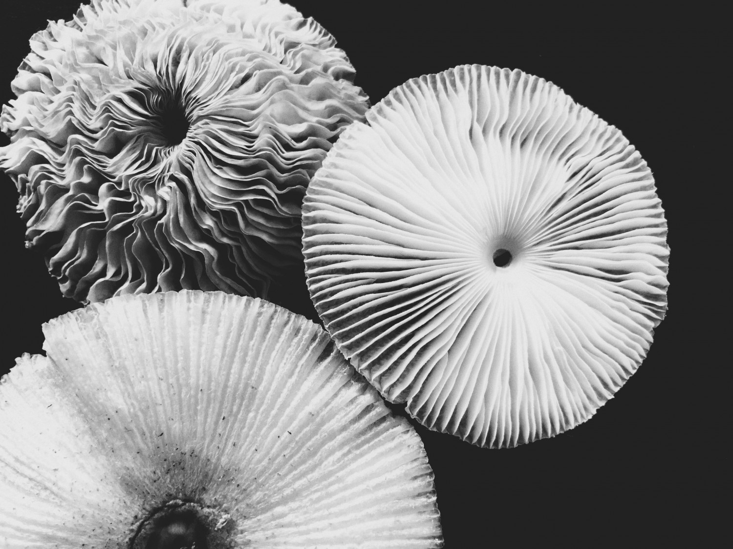 Are Psilocybin Mushrooms Safe to Use?