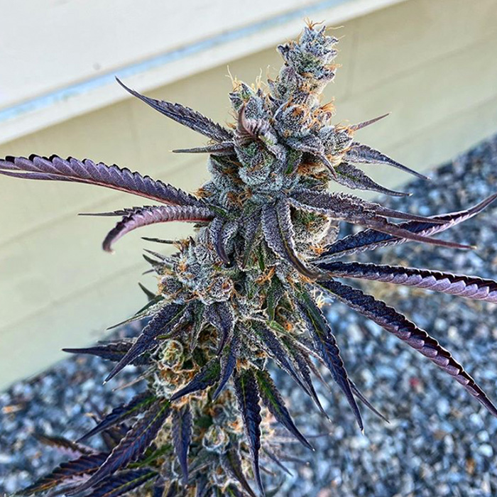 Red Runtz Strain by Exotic Review And Information
