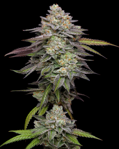 jet fuel gelato