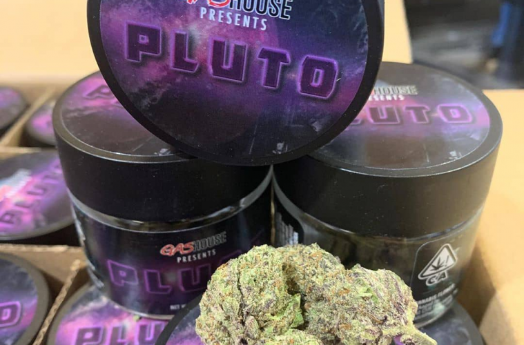 pluto strain gas house weed