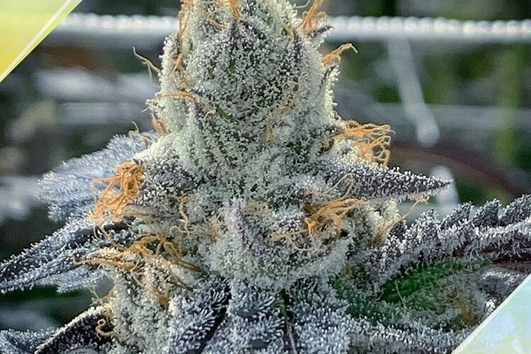 Frosted Lemons Strain An Elevating Sativa With Citrus Flavors