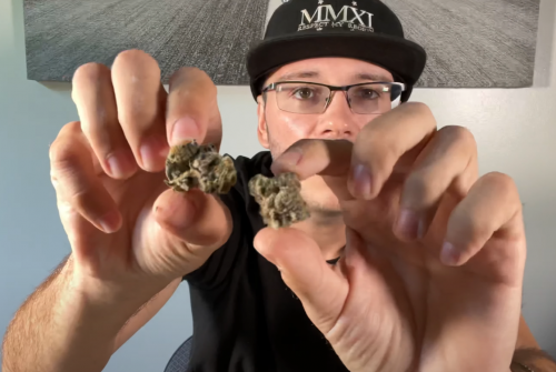 zaza strain