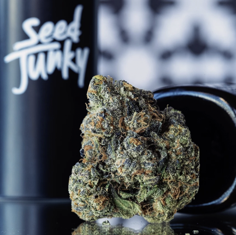 seed junky genetics jealousy strain