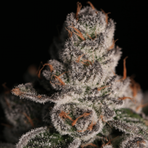 Grape Gas Strain A Gassy & Fruity IndicaDominant Hybrid