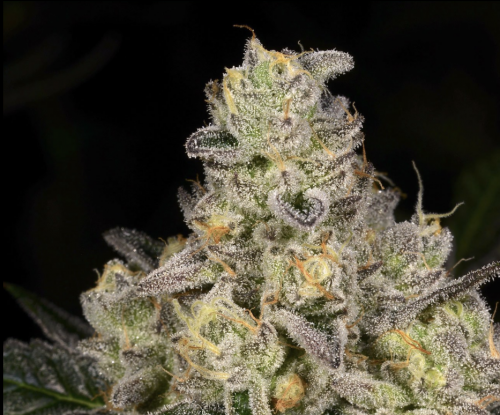 dosi cake strain