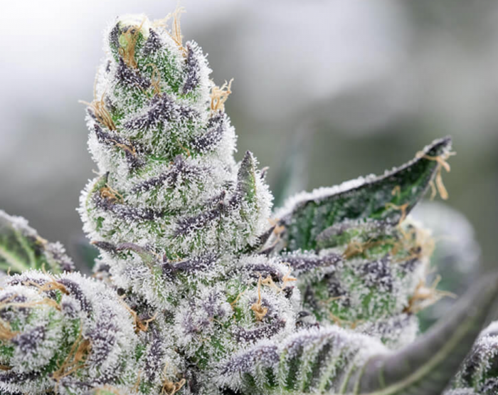 Banana Punch Strain A Rare Hybrid with Powerful
