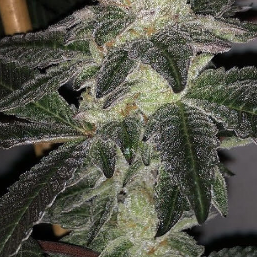 Gushers Strain By Cannarado An IndicaLeaning Hybrid with