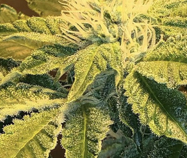 Gushers Strain By Cannarado An IndicaLeaning Hybrid with Complex Flavors