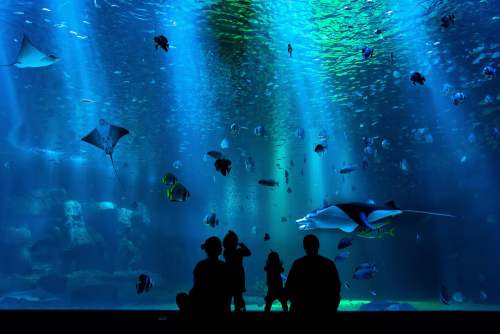 aquarium while high