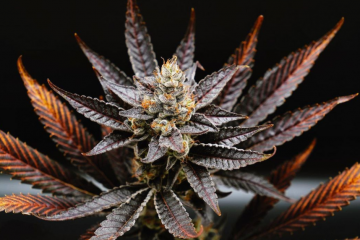 Crafted Cannabis Strains from Family-Owned 1937 Farms Brand
