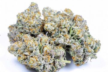 Area 41 Strain by Alien Labs: An Otherworldly Hybrid That Reeks Of Lemons, Dough, and Gas