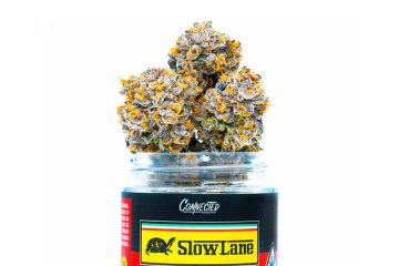 Slow Lane Strain by Connected Cannabis Is An Indica-Leaning Hybrid With Creamy Vanilla Flavors