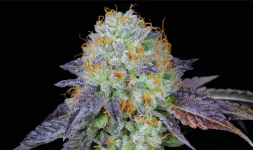 Area 41 Strain by Alien Labs: An Otherworldly Hybrid That Reeks Of Lemons, Dough, and Gas