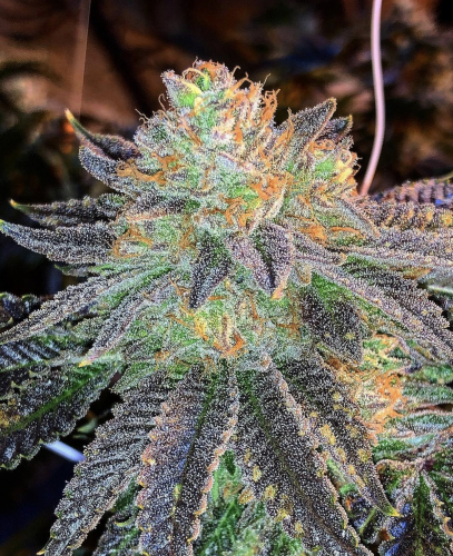 Zkittlez Strain: An Award-Winning Indica-Leaning Hybrid That Tastes Like Candy