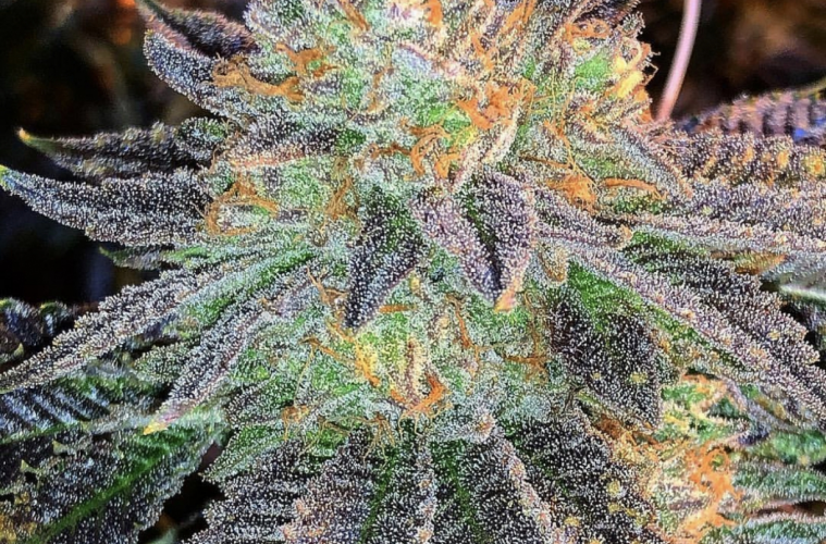 Zkittlez Strain: An Indica-Leaning Hybrid That Tastes Like Candy Zkittlez Strain: An Indica-Leaning Hybrid That Tastes Like Candy