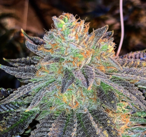 Zkittlez Strain: An Award-Winning Indica-Leaning Hybrid That Tastes Like Candy