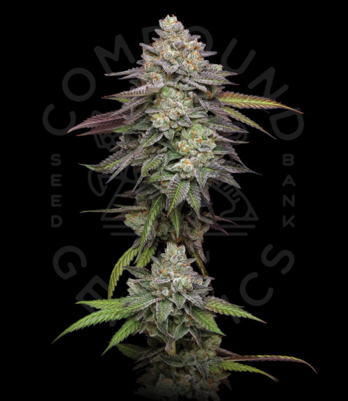 Compound California Seed Breeders Producing TopShelf