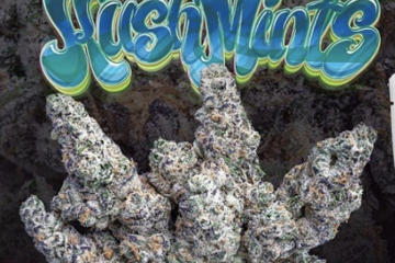 kush mints strain jungle boys