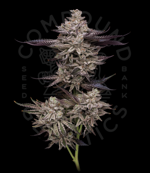 Compound California Seed Breeders Producing TopShelf