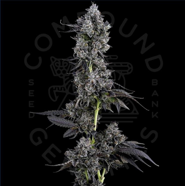 white runtz strain compound genetics