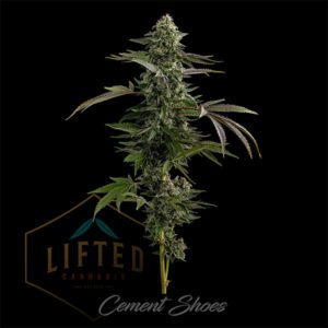 Lifted Cannabis Co