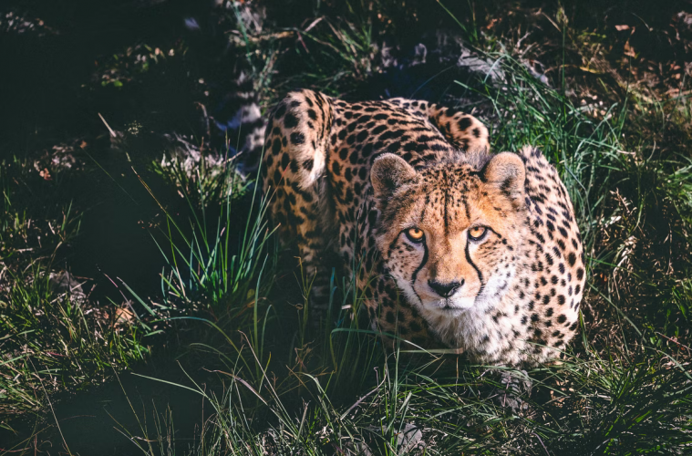 cheetah piss