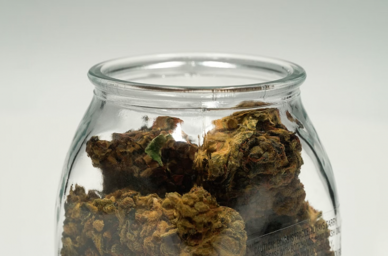 Cookie Jar Cannabis FamilyOwned Weed Brand Producing HouseBred