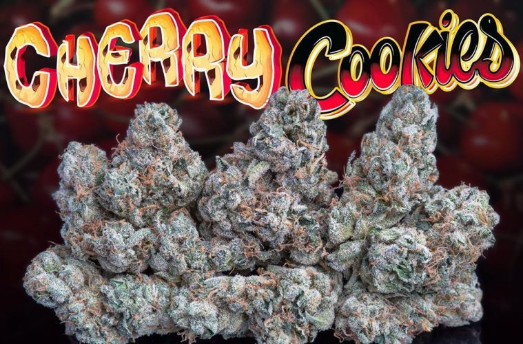The Elusive Cherry Cookies Strain From Jungle Boys Is Packed With Sweet And Nutty Flavors