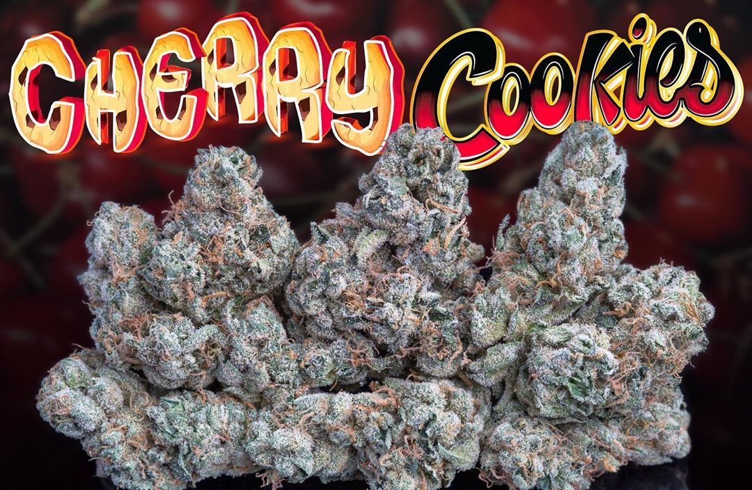 Cherry Cookies Strain Review IndicaDominant Hybrid