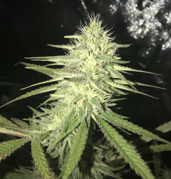 Birthday Cake Strain Is A Sugary Treat With A Joyful High