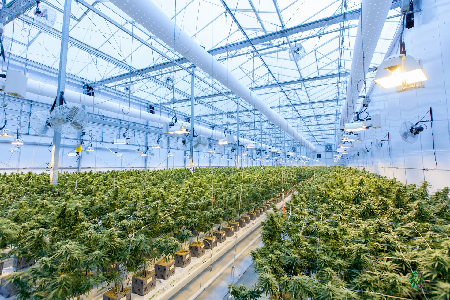 California Cultivation Tax Relief Is Here To Help Growers in the Industry