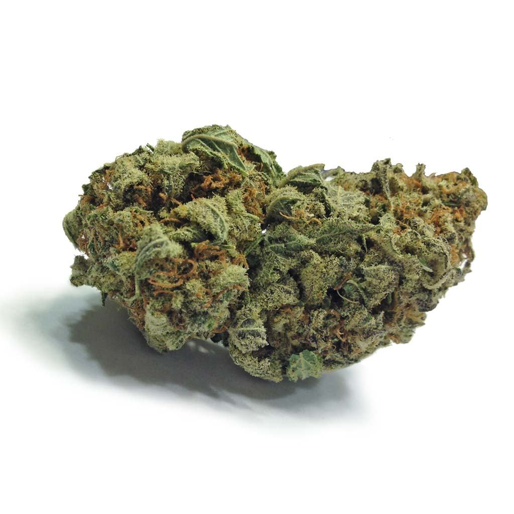 OG Shark
